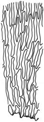 Camptochaete arbuscula var. arbuscula. Basal laminal cells of branch leaf. Drawn from J. Child 5528, CHR 428525.
 Image: R.C. Wagstaff © New Zealand Institute for Bioeconomy Science 2026 CC-BY 3.0 NZ